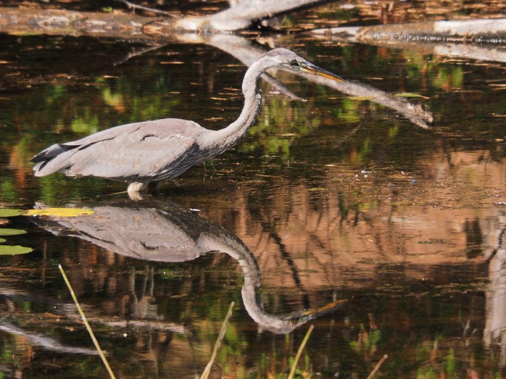 Great blue heron erect with neck outstretched, standing in pond.