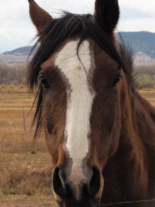 Close-up of brown horse with white blaze.
