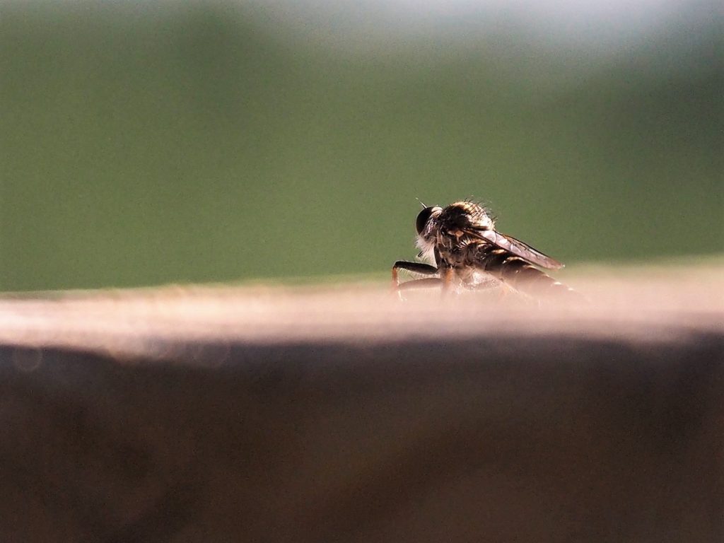Close-up of unidentified flying insect, sitting on deck railing.