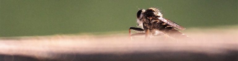 Close-up of unidentified flying insect, sitting on deck railing.