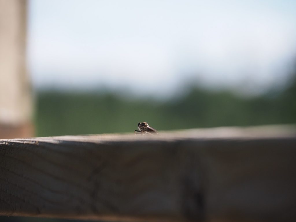 Original view of unknown flying insect on deck railing.