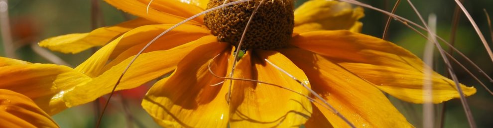 Close-up of coneflower, glistening from watering and nestled in dried grasses.