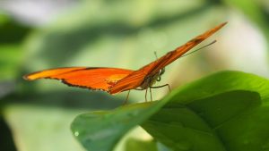 Close-up underneath view of orange butterfly