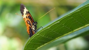 Close-up, face-on view of butterfly (orange, black, yellow) on leaf