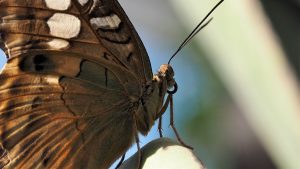 Close-up, side view of brown butterfly on leaf
