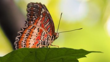 Close-up of banded butterfly (orange, tan, black) on leaf