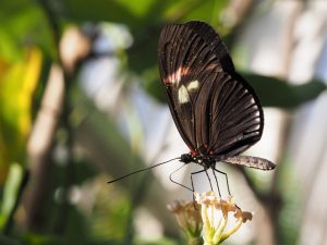 Side view of butterfly (black, red,white) on flower head.