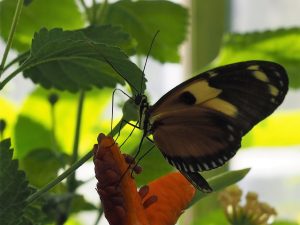 Close0up, side view of butterfly (brown, black, yellow) on seed head