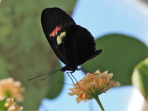 Close-up, side view of black butterfly on flower head