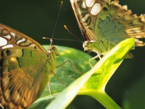Two green and brown butterflies facing each other