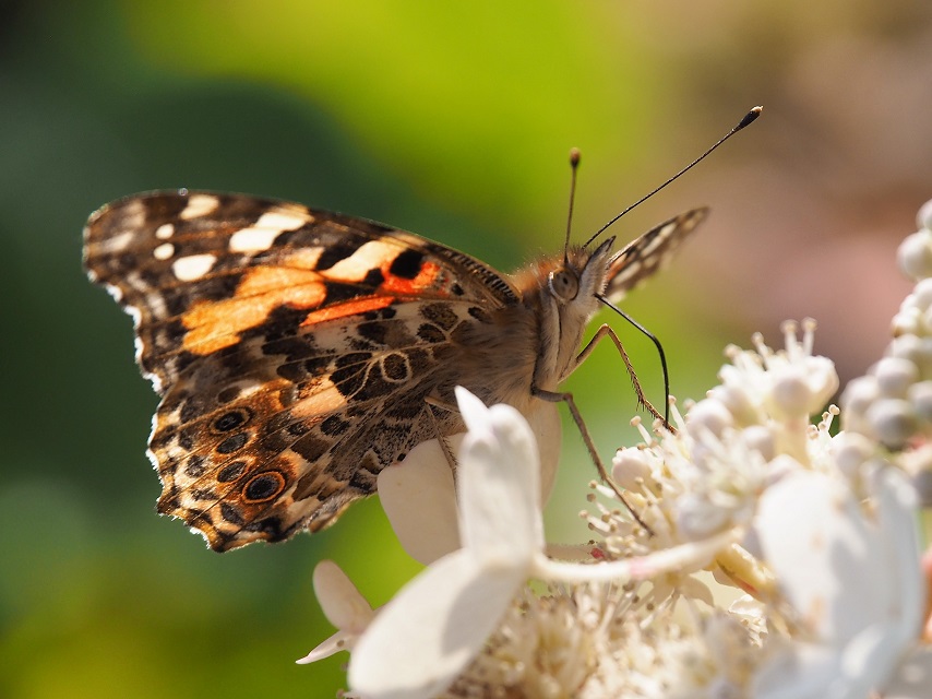 Close-up of orange and black butterfly, showing antennae and proboscis