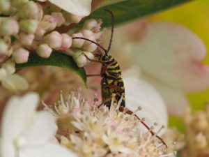 Close-up of yellow and black beetle with long antennae.