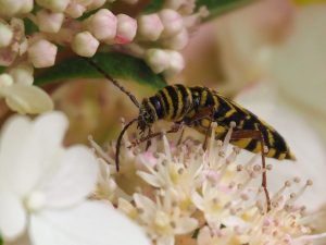 Close-up of yellow and black beetle with long antennae.