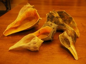 Five large and colourful whelk shells.