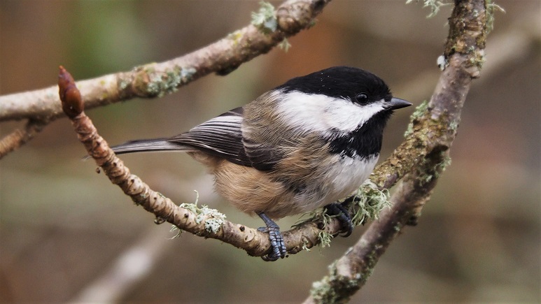 Side view of chickadee on curved twig.