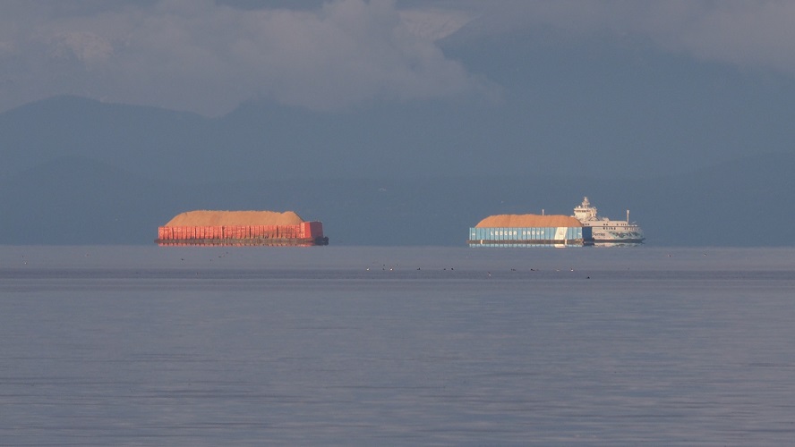 Barges carrying sawdust in late-afternoon light.