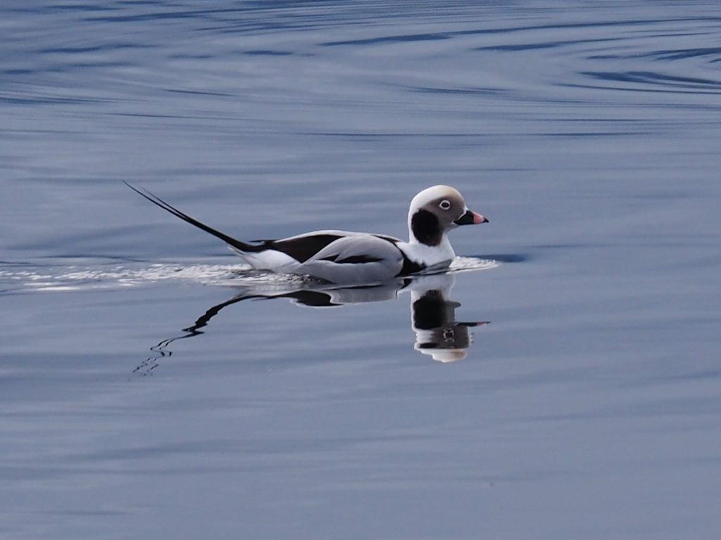 Long-tailed duck with reflection.