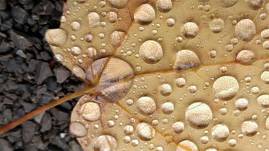 Close-up of dried beige leaf with raindrops on it.