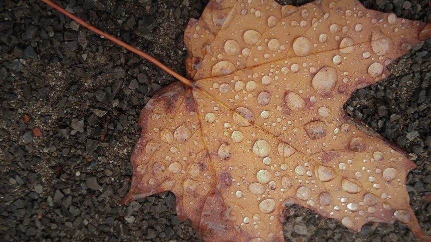 Dried reddish leaf with raindrops, lying on drak grey gravel.