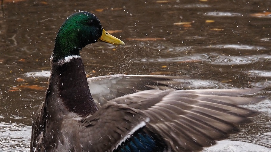 Male mallard shaking off water with wings extended.