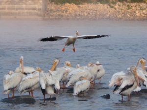 Pelican in landing pattern.