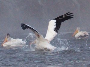 Pelican hitting the water.