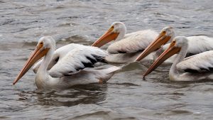 Three pelicans floating calmly on river.