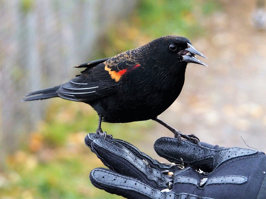 Red-winged blackbird eating sunflower seeds from the hand.