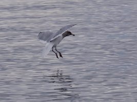 Seagull with wings spread and feet splayed, just above the water.