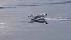 Seagull in regal unconcern, floating on the ocean.