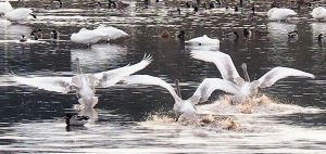 Three trumpeter swans hitting the water.