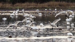 Five trumpeter swans coming in for a landing.