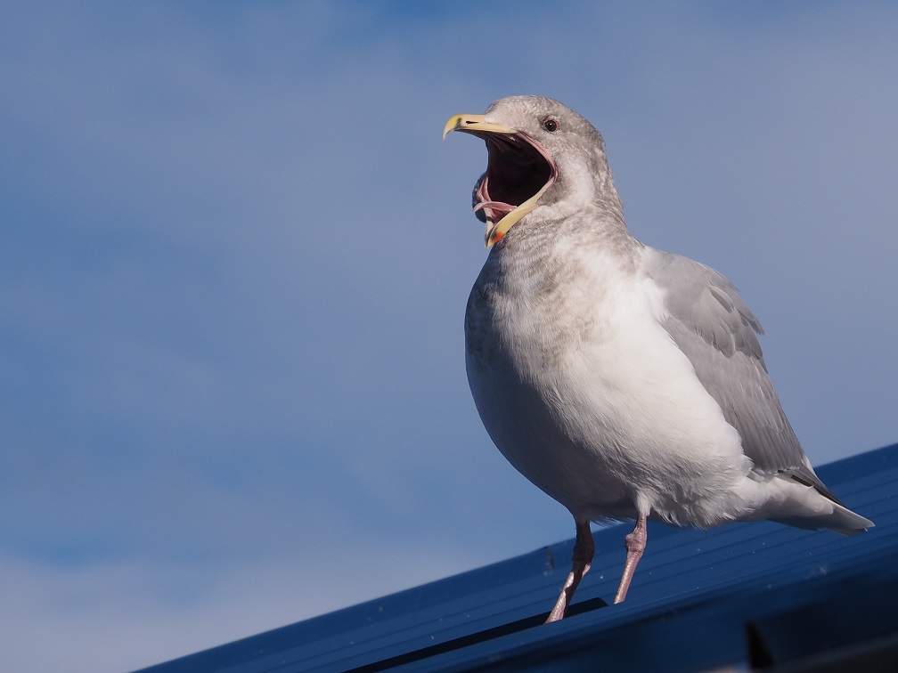 Yawning gull on blue metal roof.