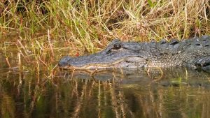 Alligator in swamp.