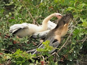 Anhinga adult feeding babies