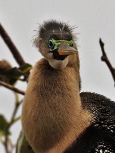 Anhinga looking at camera, with neck curved oddly