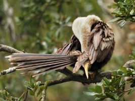 Anhinga with neck bent backward and head tucked under a wing.