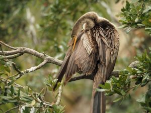 Anhing all scrunched up on branch.