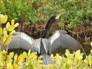 Anhinga with wings spread wide to dry.