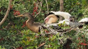 Adult anhinga in nest with two chicks