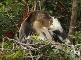 Anhinga feeding chick