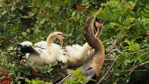Adult anhinga with two chicks in nest