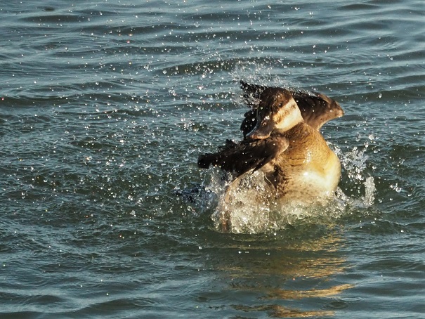 Female ruddy duck splashing, both wings raised