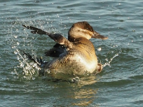 Female ruddy duck tilted over while splashing