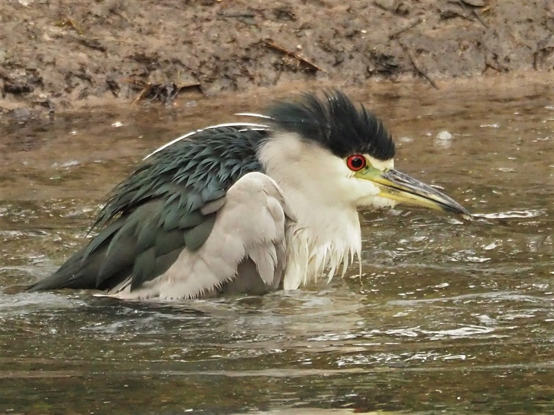 Black-crowned night heron gunnel-deep in pond, hunting.