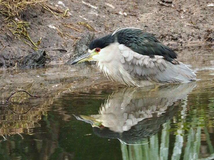 Heron hunting in pond, with reflection.