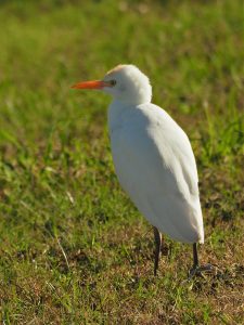 Cattle egret in field.