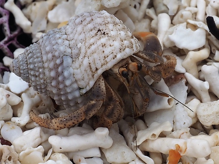 Hermit crab on coral beach.