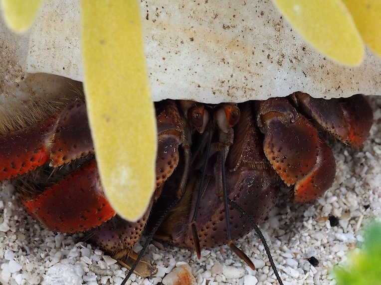 Hermit crab hiding under a low bush.