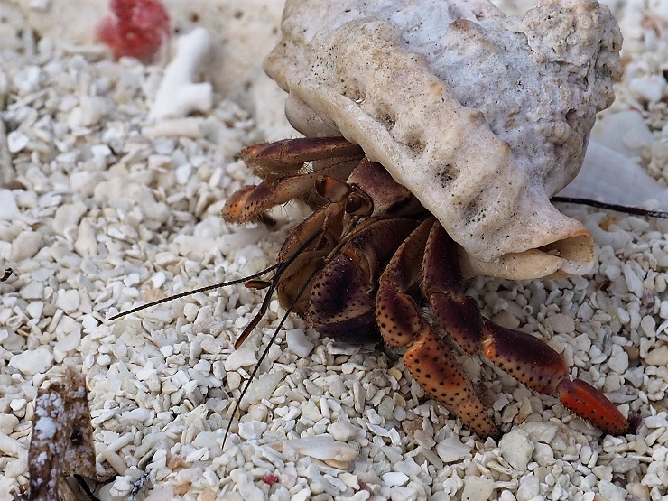Hermit crab in worn shell on coral beach.